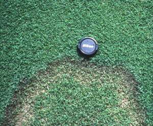 Figura 17. Mancha Parda en pasto <Bent>. [Foto: L. Burpee]” width=”300″ /> <strong>Figura 17. </strong>Mancha Parda en pasto {Bent}. [Foto: L. Burpee]</div>
<p> </p>
<h4>Estrategias de Manejo:</h4>
<ul>
<li>Monitoree la presencia de síntomas anormales o manchas en el césped.</li>
<li>Evite la fertilización excesiva con nitrógeno.</li>
<li>Riegue después de medianoche y antes del mediodía.</li>
<li>Incremente la circulación del aire podando selectivamente ramas de árboles o arbustos.</li>
<li>Reduzca la material orgánica {thatch} a solamente una pulgada.</li>
<li>Existen fungicidas para controlar la enfermedad. Consulte el manual de plaguicidas con recomendaciones actualizadas.</li>
</ul>
<h3>Decaimiento o Mancha Foliar por Curvularia</h3>
<div class=