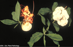 Figura 8. Agallass en las hojas causadas por el hongo <em>Exobasidium</em> spp., en azalea. <br><br />
 [Foto: UGA Plant Pathology]” width=”300″ /> <strong>Figura 8. </strong>Agallass en las hojas causadas por el hongo <em>Exobasidium</em> spp., en azalea. <br />[Foto: UGA Plant Pathology]</div>
<h4>Síntomas:</h4>
<p>Las agallas de las hojas y flores, causadas por el hongo <em>Exobasidium</em> spp., son comunes en azalea, rododendro, laureles de la montaña (<em>Kalmia</em>), y camelia en la primavera durante periodos húmedos y frescos. La infección ocurre en la etapa de producción de botones florales o foliares si las condiciones ambientales son favorables.</p>
<p>Los tejidos de las hojas y flores se ensanchan e hinchan y éstas se tornan carnosas y decoloradas. Inicialmente las agallas se tornan de color verde claro a rosado. Cuando maduran, las agallas se ponen de un color blanco. En camelias, solamente la parte del envés de la hoja se pone blanco. Finalmente las agallas se tornan negruzcas y duras. Las esporas que infectan la siguiente estación de crecimiento se dispersan cuando las agallas son de color blanco. La enfermedad no causa un daño significativo a las plantas afectadas.</p>
<h4>Estrategias de Manejo:</h4>
<ul>
<li>Remueva las agallas tan pronto como sean detectadas y antes de que se pongan de color blanco para reducir la infección del próximo año.</li>
<li>Generalmente no se necesitan fungicidas para controlar las agallas. El tiempo de aplicación de los fungicidas debe de coincidir con la producción de botones florales. Las aplicaciones de fungicidas después de que las agallas se hacen visibles son innecesarias e inefectivas.</li>
<li>Consulte el manual de manejo de pesticidas de Georgia.</li>
</ul>
<h3>Tizon por Botritis</h3>
<h4>Síntomas:</h4>
<p>El tizón por botritis es una amenaza latente a las plantas ornamentales en el paisaje y en los invernaderos. El hongo causa una serie de síntomas que van desde manchas foliares y quemazones en las hojas y en las flores, hasta gangrenas en los tallos, pudriciones de la corona, marchitamiento y damping-off. La infección por botritis causa decoloración y muerte de los botones florales y una perdida prematura de flores. El hongo se dispersa por el movimiento de esporas en las corrientes de aire, en el salpicado de agua y por medio de insectos. El hongo comúnmente invade tejido que ha sido dañado o senescente, como lo son los pétalos de flores o otros residuos frescos de planta. Puede también invadir tejido sano que haya estado en contacto con residuos infectados. Masas de esporas de color grisáceo-pardo de paredes delgadas se desarrollan en los tejidos de las plantas en condiciones de clima nublado, húmedo y fresco. La presencia de estas esporas es un diagnostico confirmatorio para las infecciones de botritis.</p>
<div class=