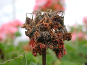 Figura 9. Tizón de la flor causado por <em>Botrytis</em>. [Foto: D. Mueller]” width=”300″ /> <strong>Figura 9.</strong> Tizón de la flor causado por <em>Botrytis</em>. [Foto: D. Mueller]</div>
<div class=