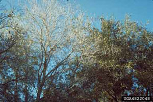 Figure 8. Branch dieback due to bacterial leaf scorch.