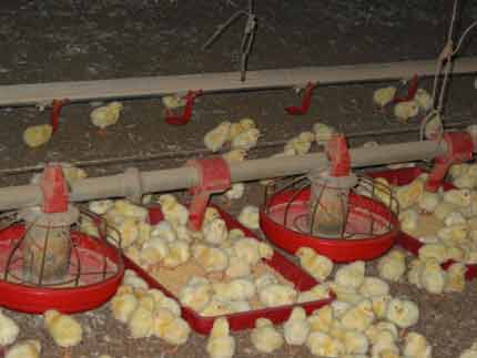 Crowd of chicks