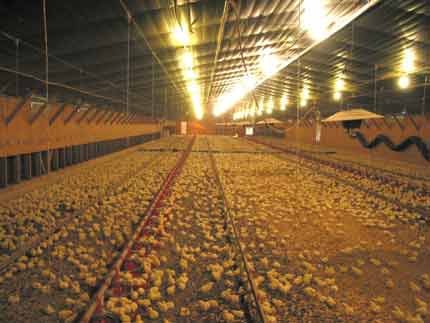Broiler house full of chicks distributed evenly throughout the area.
