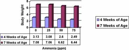 Graph of chick body weight at 4 and 7 weeks of age when exposed to ammonia.
