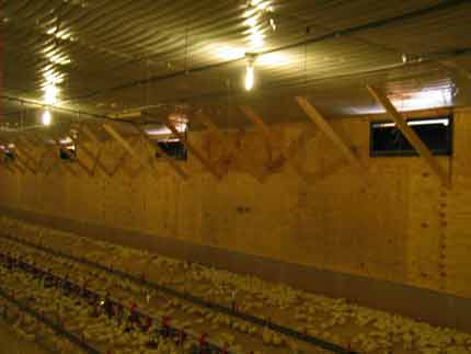 Air directed towards the ceiling of a house before coming into contact with the chicks on the ground.