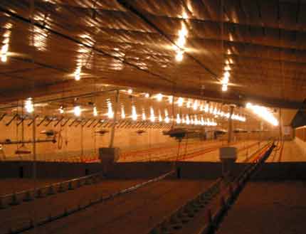 Brightly lit broiler house.