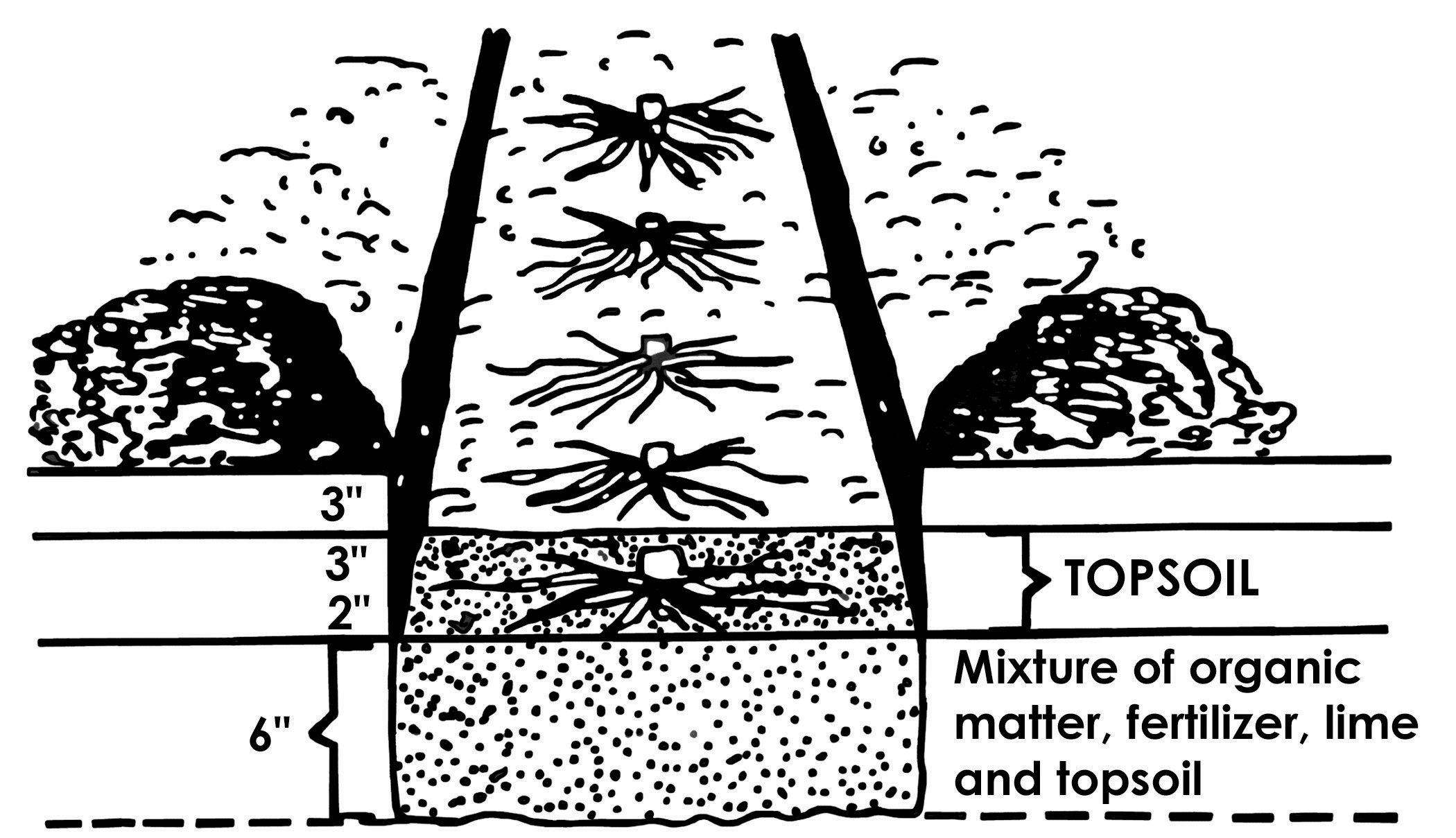 Furrows for transplanting asparagus