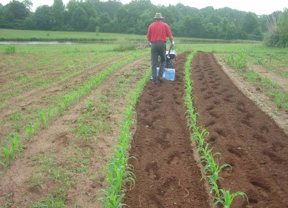 Cultivate soil shallowly.