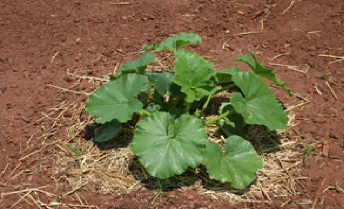 Plant surrounded by mulch
