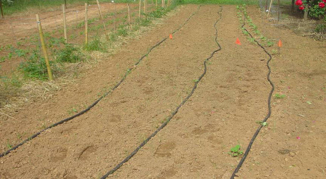 Sprinkler lines