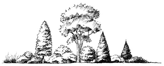 Landscape plants