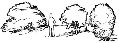 Drawing of person standing next to large, tree-like shrubs. The person is shorter than the plants.