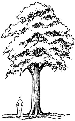 Drawing of person standing next to a tree that is sigficantly taller than him.
