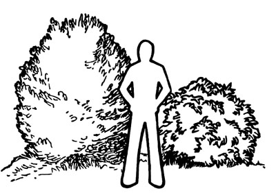 Drawing of person standing next to medium sized shrubs. One is slightly taller than the person, the other is less than shoulder height.