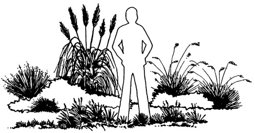 drawing of a person standing among a variety of ornamental grasses