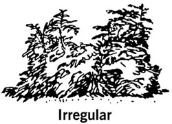 drawing showing the shape of an irregular shrub