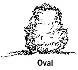 drawing showing the shape of an oval shrub