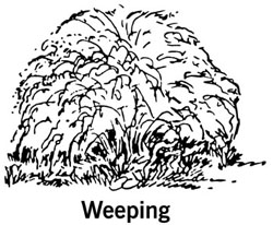 drawing showing the shape of a weeping shrub