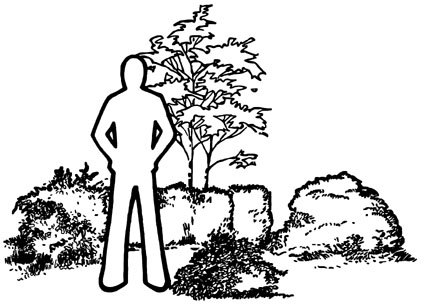 drawing of a person standing next so a variety of small shrubs. Most are shorter than the person