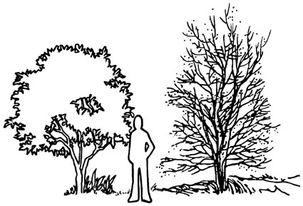 Drawing showing person next to two small trees. They are both several feet taller than the person.