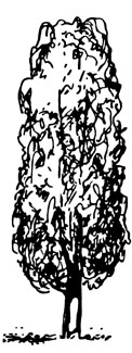 Illustration showing columnar tree shape