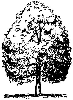 Illustration showing oval tree shape