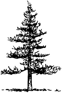 Illustration showing pyramidal tree shape