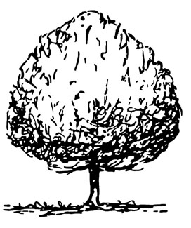 Illustration showing round tree shape
