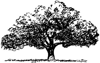 Illustration showing spreading tree shape