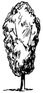 Illustration showing upright tree shape