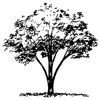 Illustration showing vase tree shape