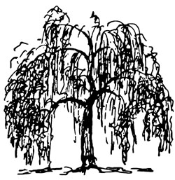 Illustration showing weeping tree shape