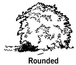 drawing showing the shape of a round shrub