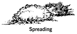 drawing showing the shape of a spreading shrub