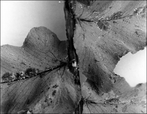 Scale insects clustering around stems on the underside of a leaf