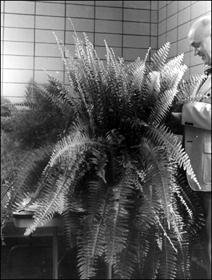 Boston fern