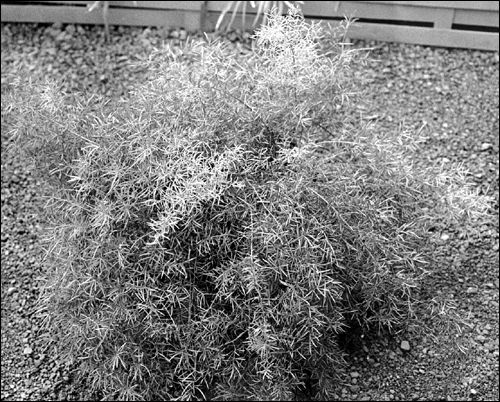Asparagus fern