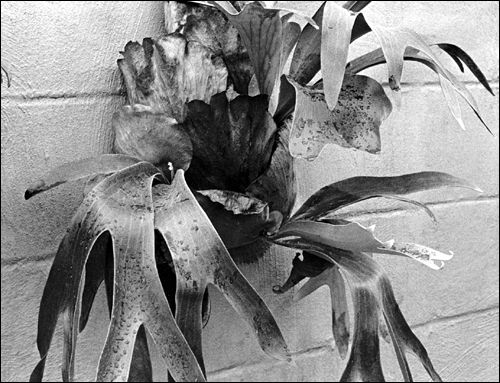 Staghorn fern, which has wide flat fronds