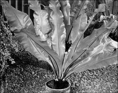 Birds nest fern
