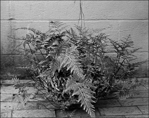Rabbits foot fern