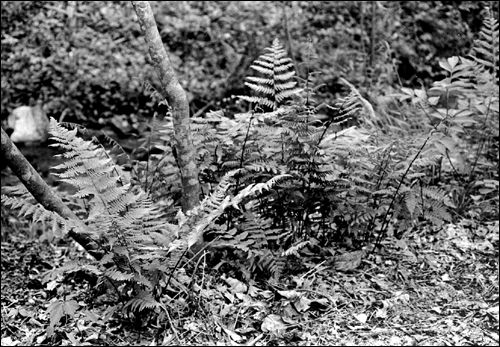 Southern lady fern