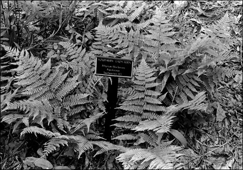 Native ferns growing outdoors