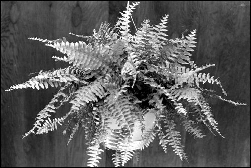 Foxtail fern in a hanging planter