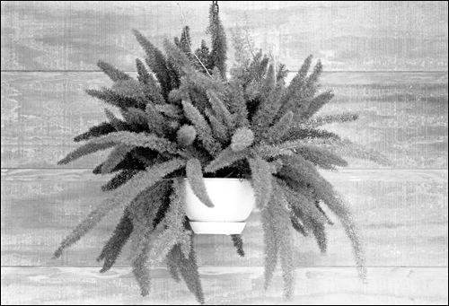 Compact Boston fern