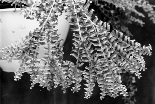 Petticoat fern