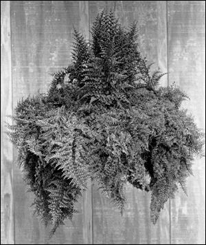 Whitman Fern in a hanging planter