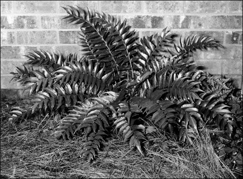 established holly fern
