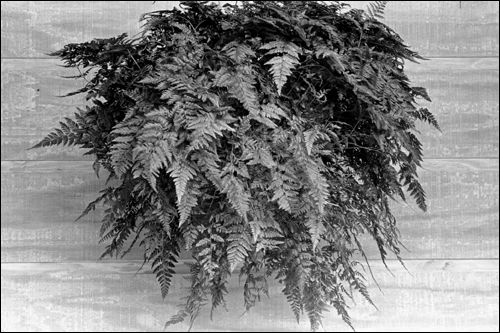 Squirrels foot fern