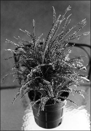 Duffi fern in a planter