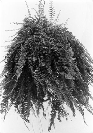 Roosevelt fern in a hanging planter