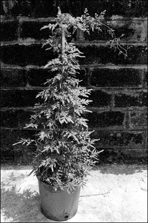 Japanese climbing fern